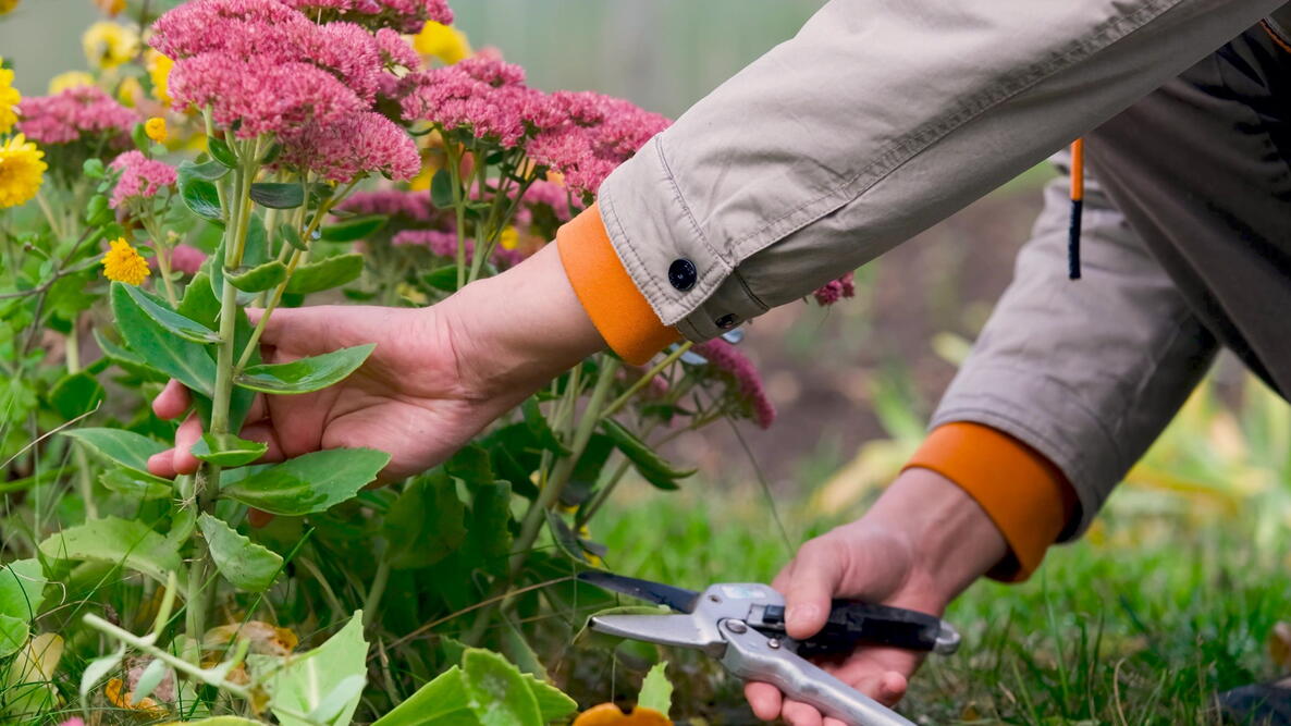 Men's hands cutting plants in their personal garden in autumn to prepare for the winter season