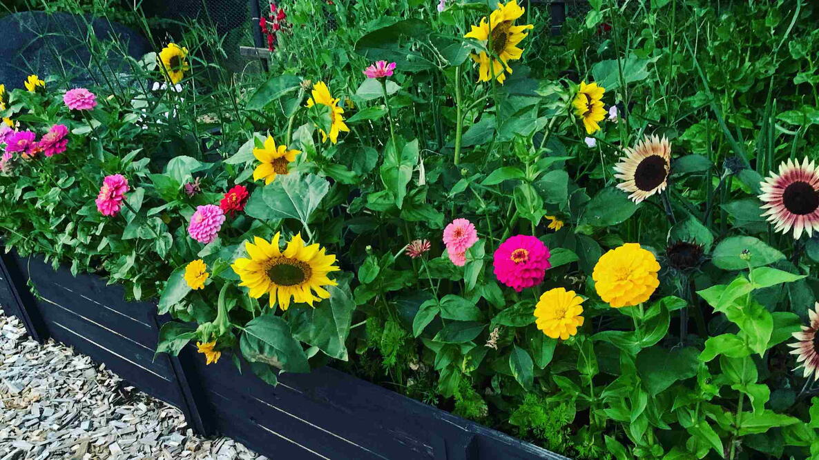 Sunflowers and zinnia in summer