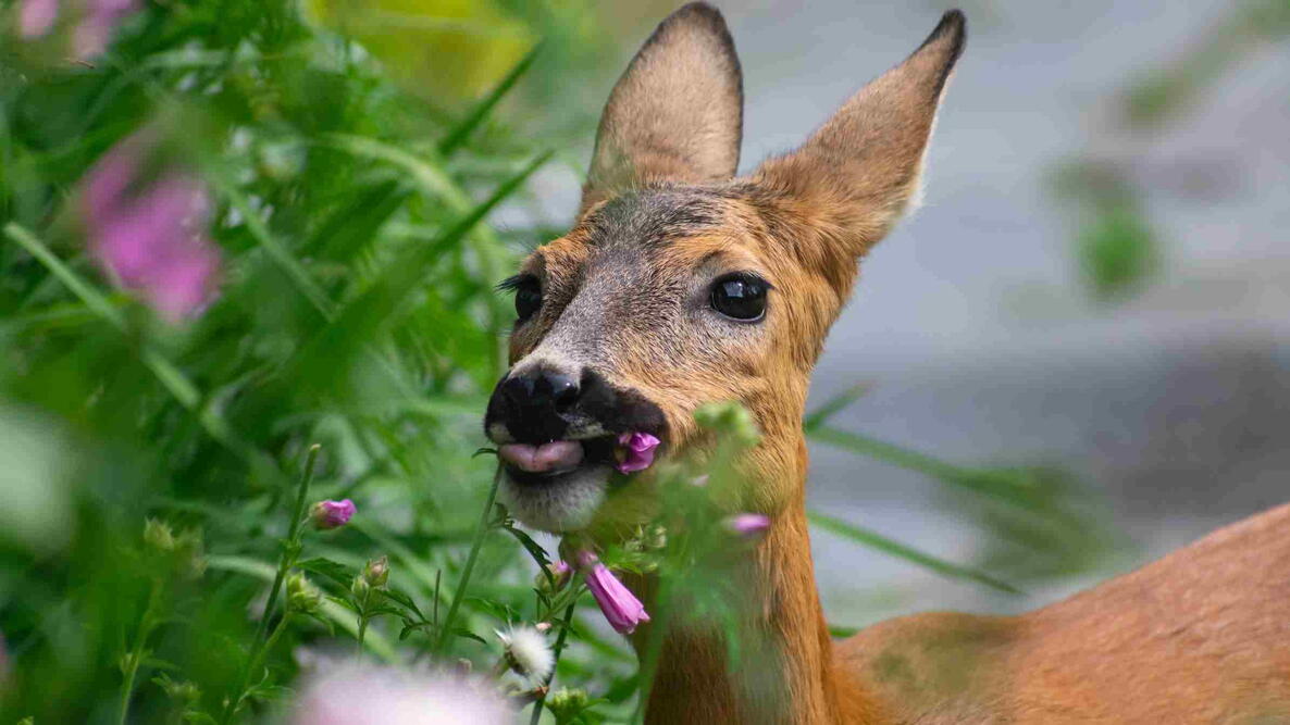 Deer munching on pink mallow flowers
