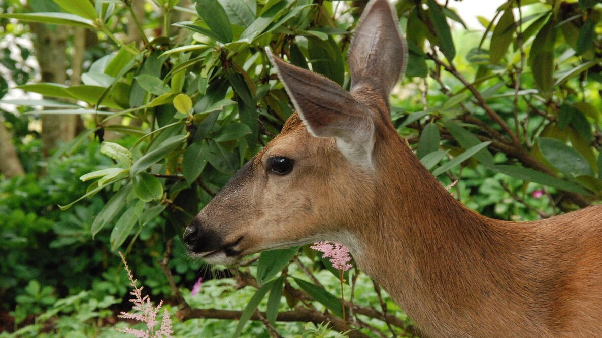 deer in garden