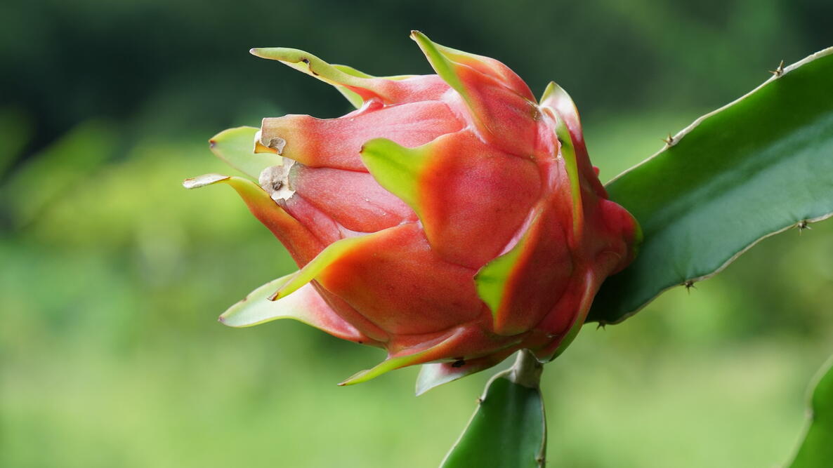 Dragon fruit or White fleshed Pitahaya, Hylocereus undatus