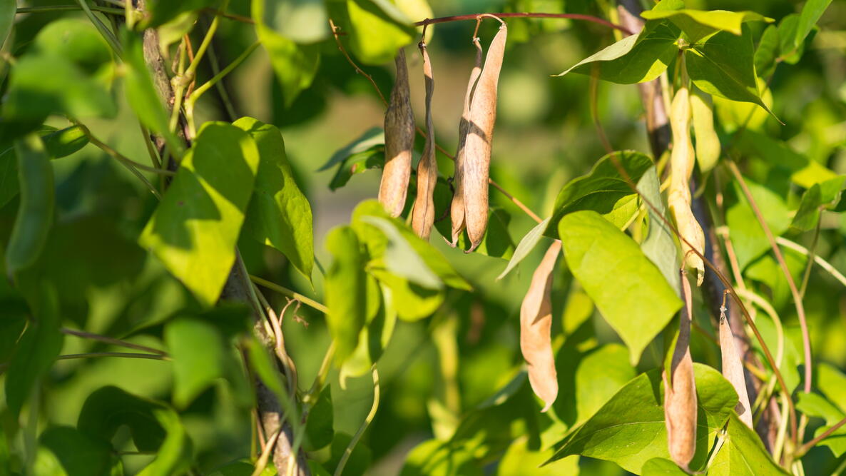 ripe pods of Kidney Beans growing on the plant