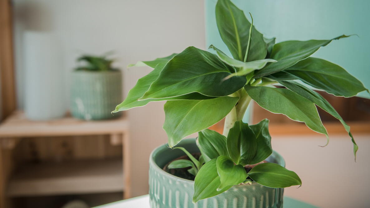 Dwarf Cavendish Banana Plant