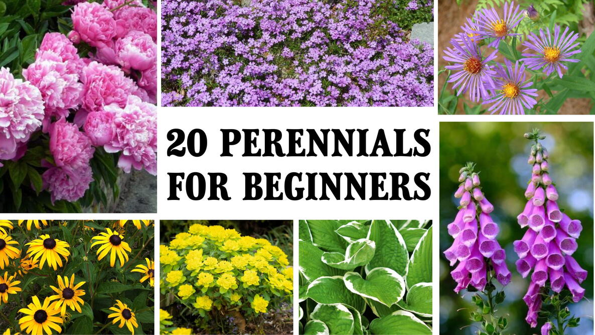 easy perennial flowers for beginners. Pink peonies, purple phlox, purple asters, black-eyed susans, yellow spurge, hosta, pink foxglove 