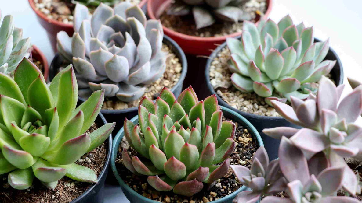 Stunning Echeveria Succulents in Pots