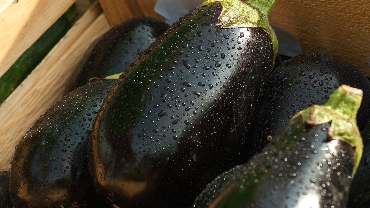 harvested purple eggplant in a wooden crate
