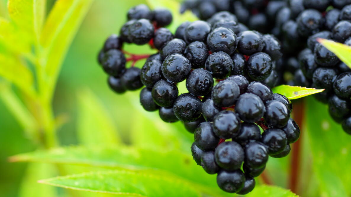 Elderberry Bush