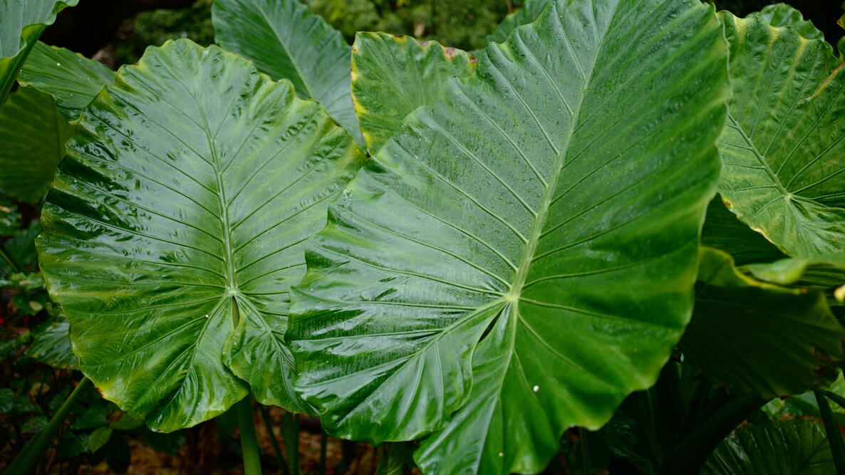 elephant ear leaves in the garden