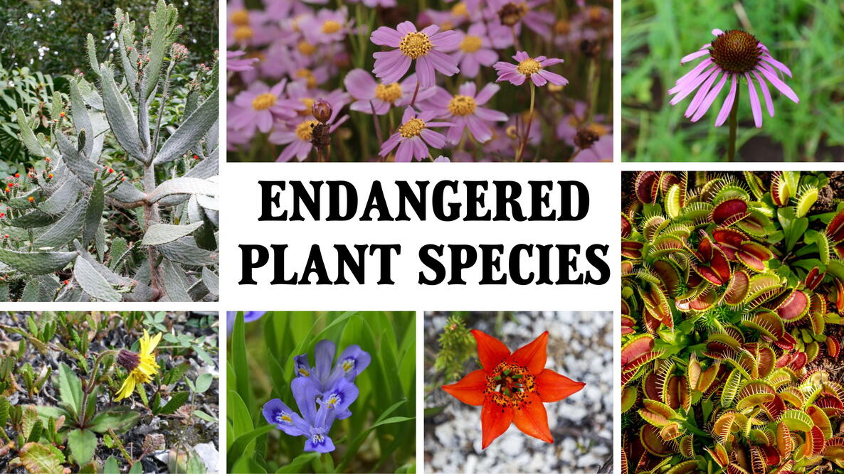 collage of endangered plant species