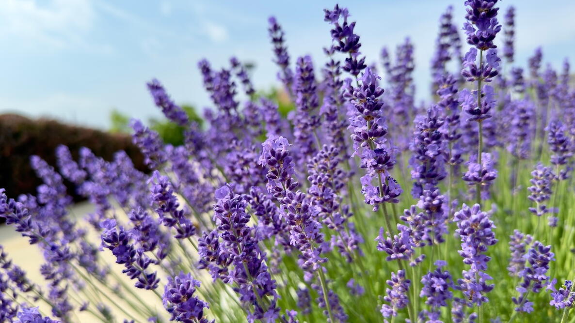 Lavender plant close up in a field against a blue sky background.