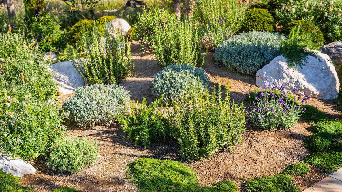 Sloped garden bed with flowering ground covers and shrubs helping prevent soil erosion.