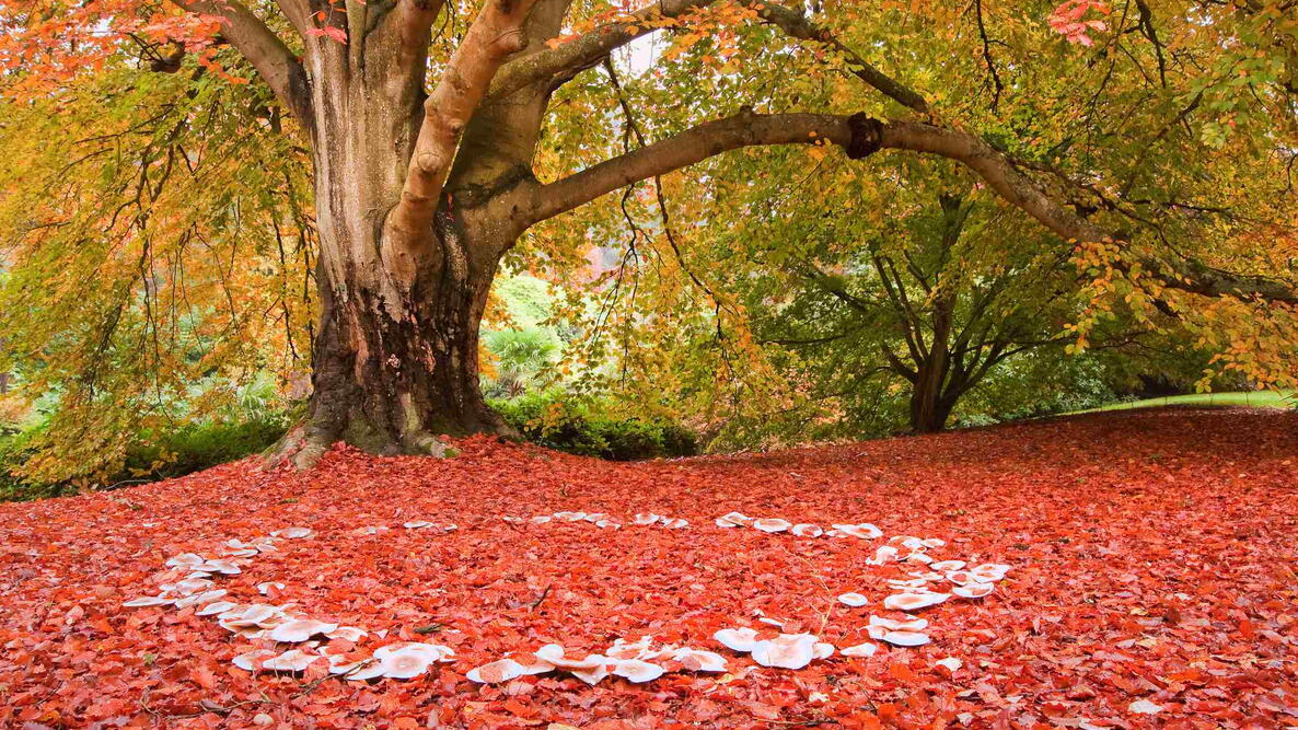Fairy Rings in Forest