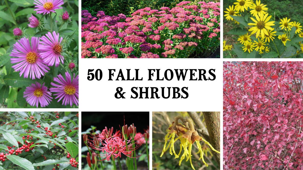 fall flowers and shrubs