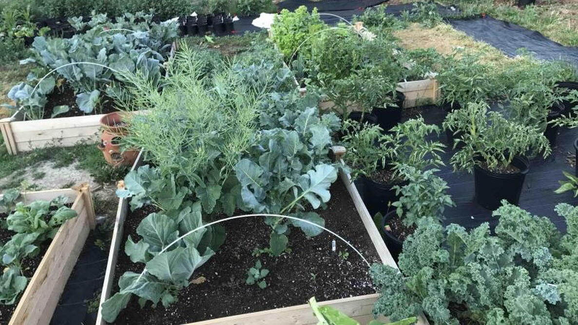 Robert H. Backyard Farm
