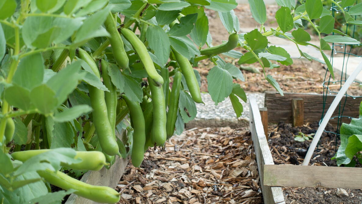 Fava Beans (Broad Beans) growing in the garden