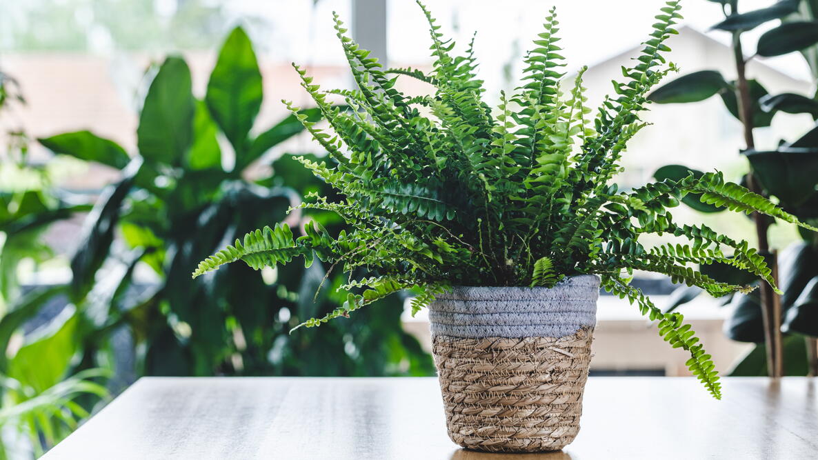 ferns indoors