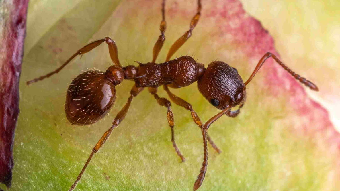 Fire Ant on a plant