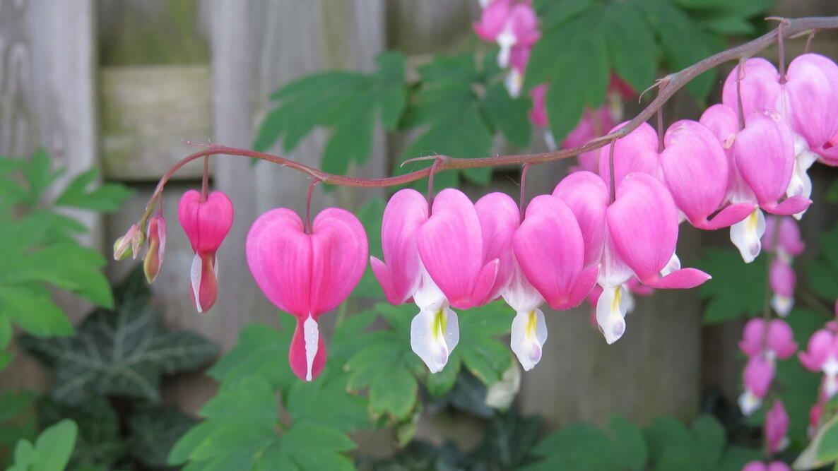 close-up of pink and white bleeding heart flowers
