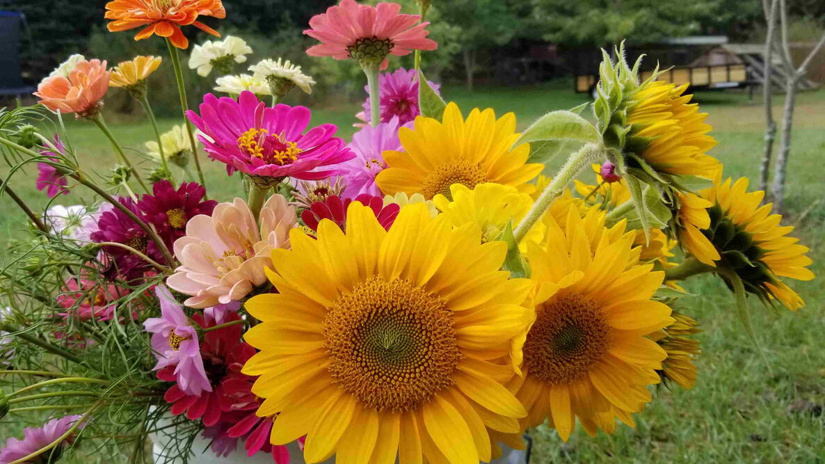 A beautiful summer bouquet of sunflowers, zinnia, and other colorful cutting flowers. 