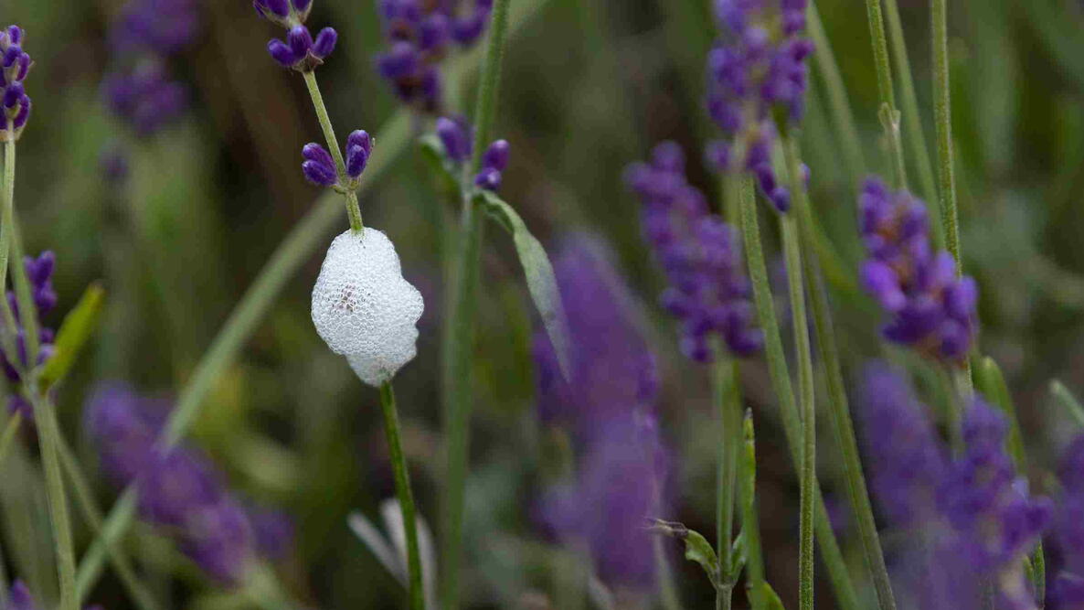 Spittlebug Foam on Flowers