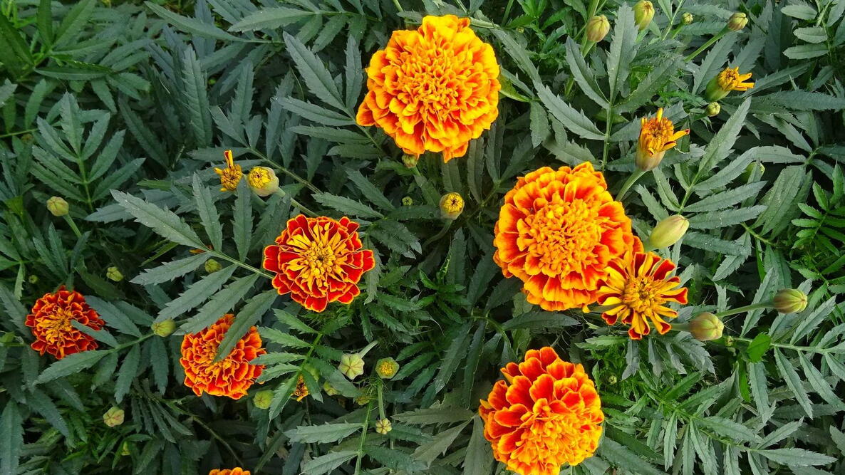 orange and red french marigold flowers with green foliage