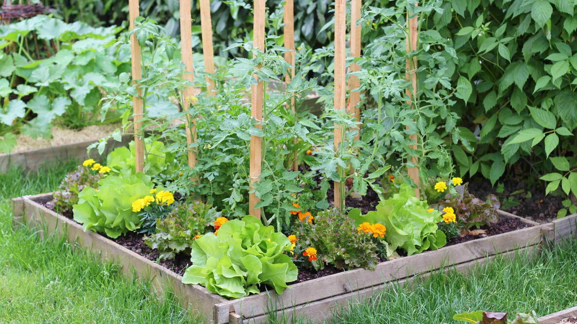 Small raised vegetable garden bed with tomatoes, lettuce, and marigolds in a sunny backyard