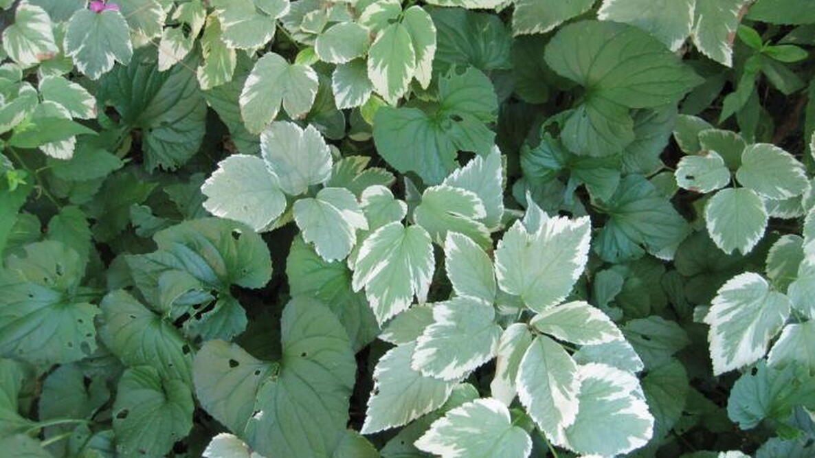 aggressive plants, such as goutweed, taking over the garden