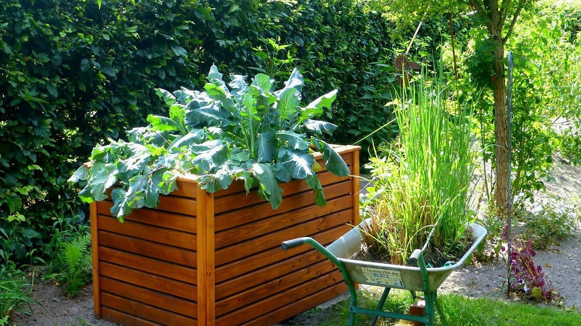 Raised Bed Garden with a wheelbarrow next to it