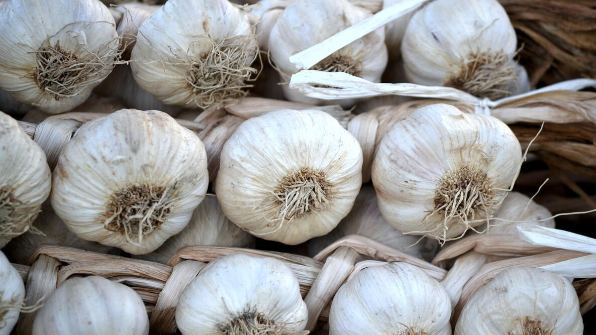 Garlic bulbs being prepared to be planted in the fall