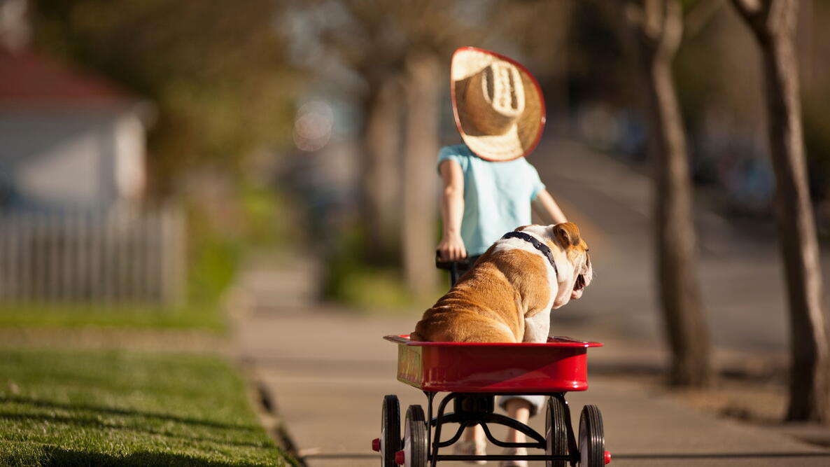 Young girl pulling her bulldog in a red wagon.
