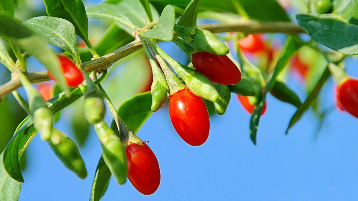 Goji Berries