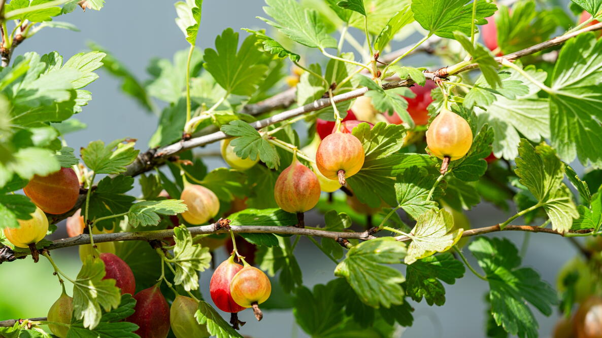Gooseberries on a Branch