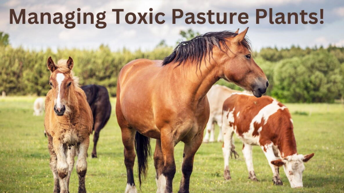 grazing livestock