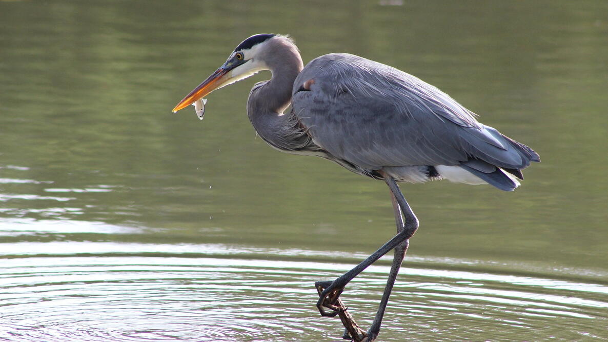 Great Blue Heron