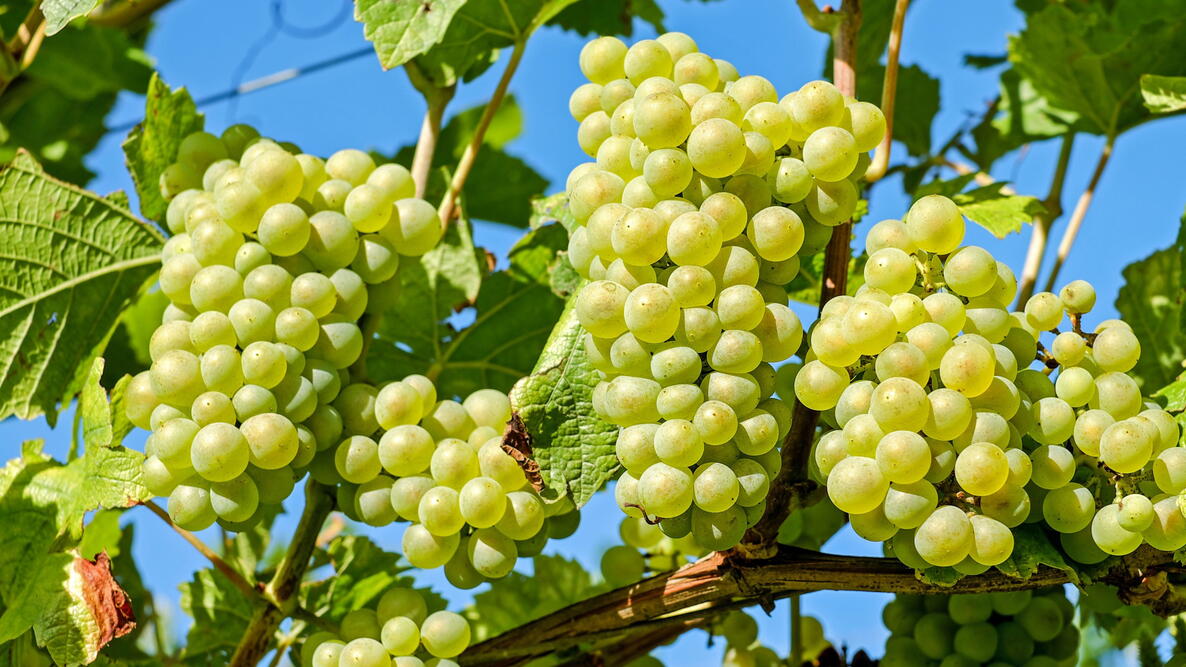 bunches of green grapes growing on a grape vine