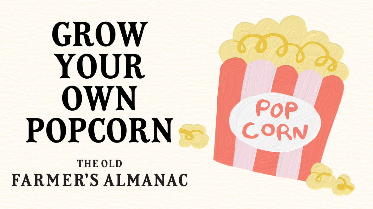 grow your own popcorn, illustration of popcorn