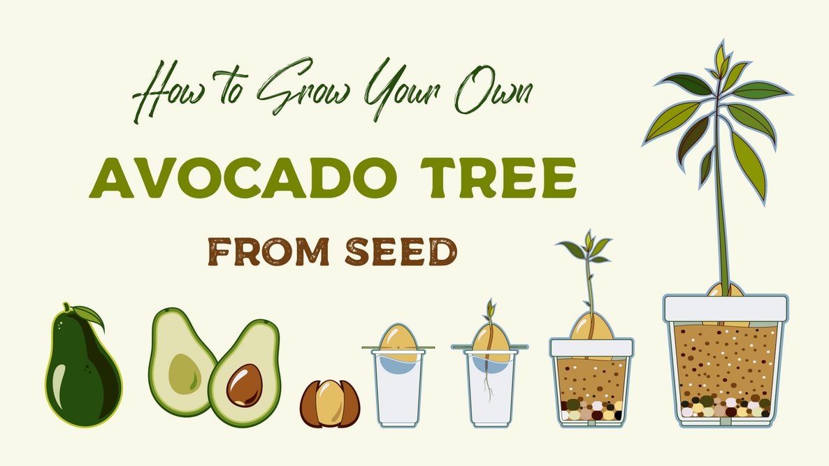 "How To Grow Your Own Avocado Tree From Seed" infographic of an avocado from seed to plant