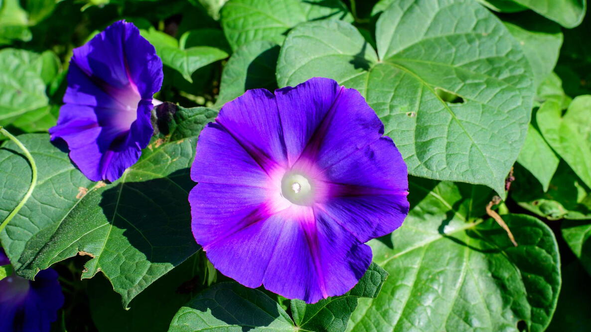 Two delicate vivid blue and pink flowers of morning glory plant in a a garden in a sunny summer garden, outdoor floral background photographed with soft focus