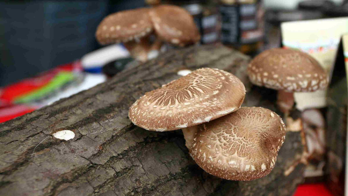 Shiitake mushrooms growing right from oak logs