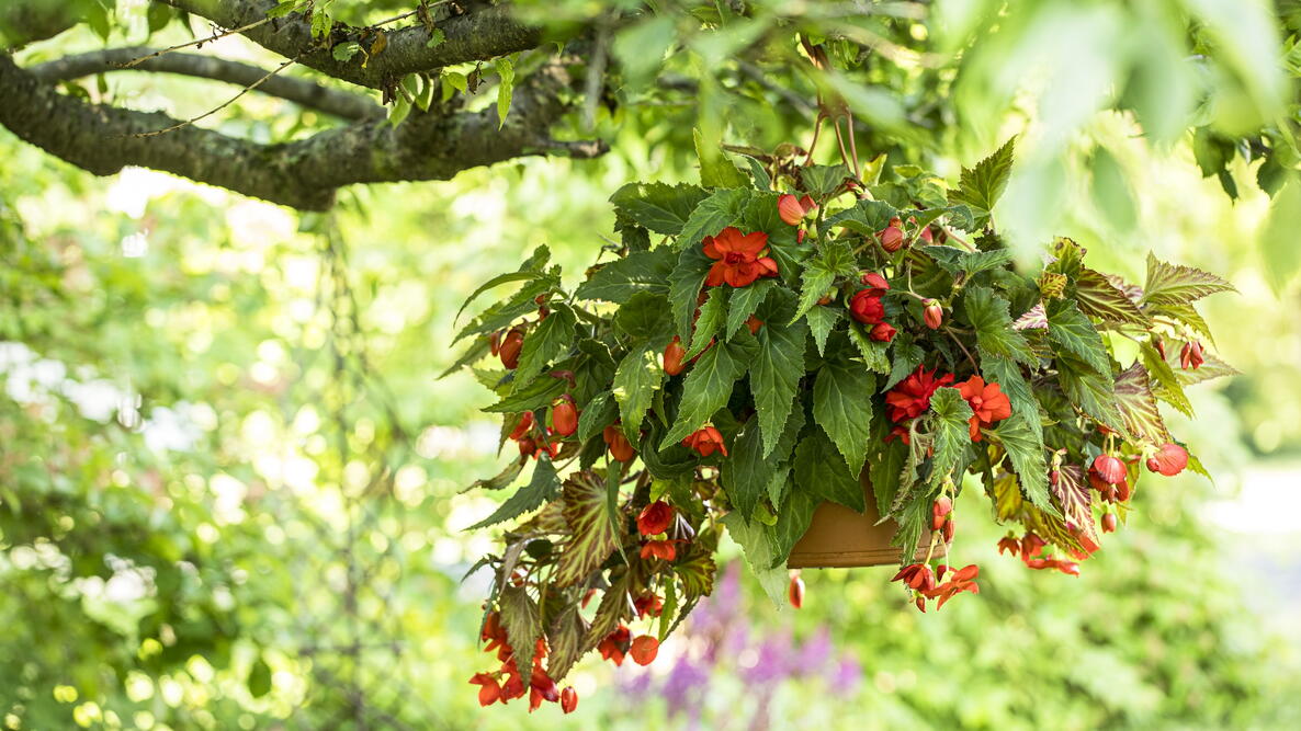 Hanging basket filled with red begonias