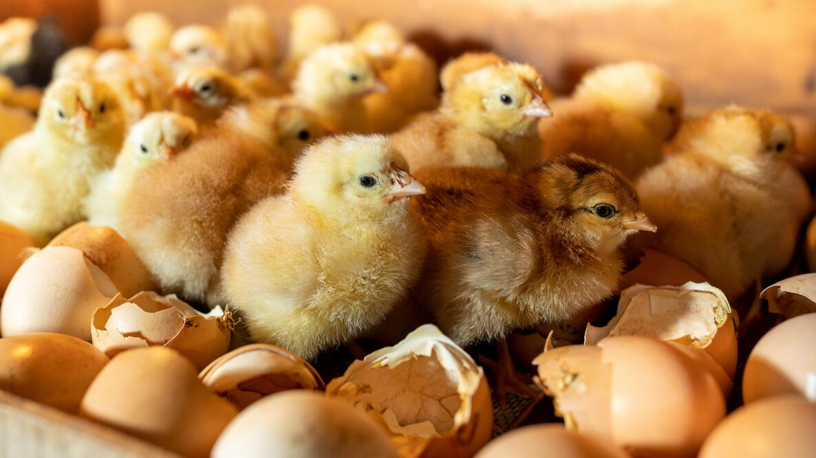 Hatching Eggs