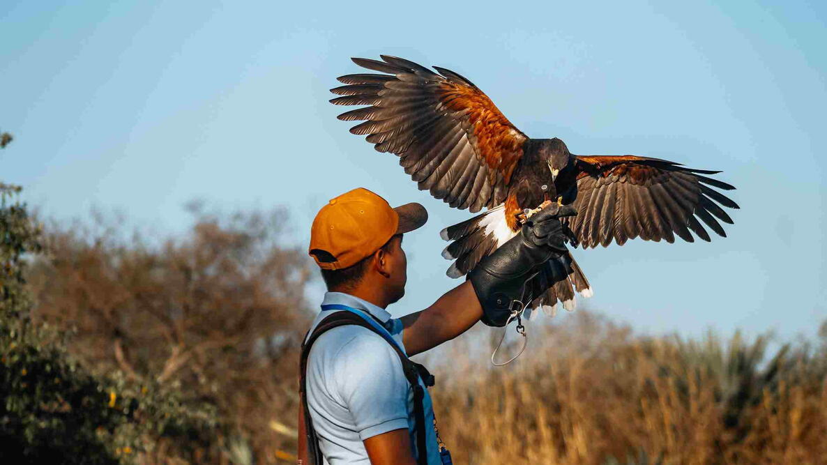 A falconer in a forest setting with a Harris's hawk perched on his gloved handA falconer in a forest setting with a Harris's hawk perched on his gloved hand