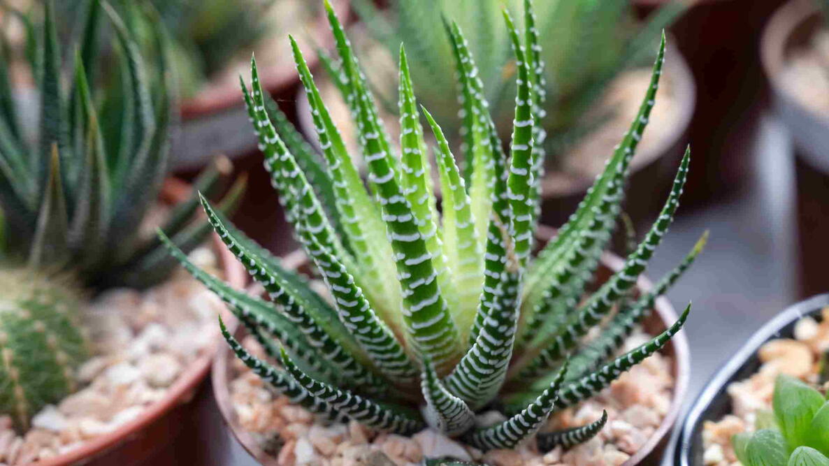 Close-up of a Haworthia zebra plant in natural sunlight. A small succulent plant with short leaves and bands of white tubercles.