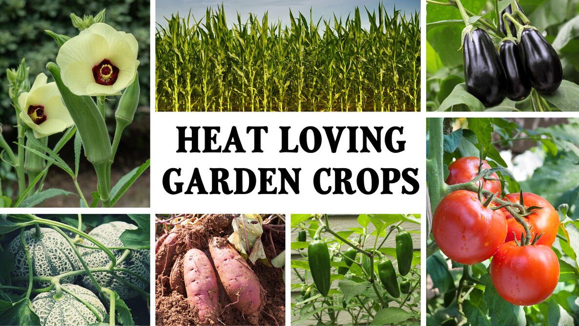 vegetables to grow in hot weather. Okra, melons, corn, sweet potatoes, peppers, eggplant, tomatoes