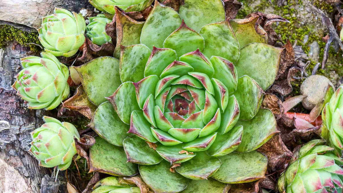 The common houseleek, Sempervivum tectorum, growing outdoors.