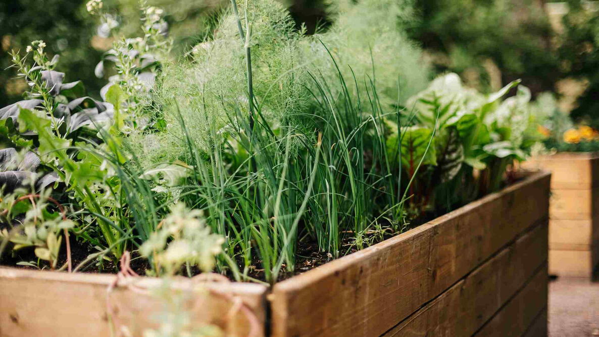 garden wooden beds with herbs and tomatoes