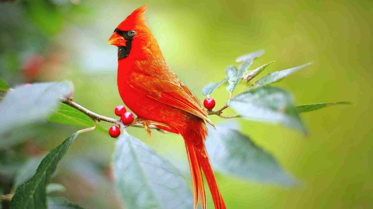 Northern Cardinal perched on a branch with red berries.
