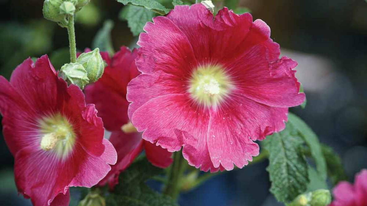 pink hollyhocks
