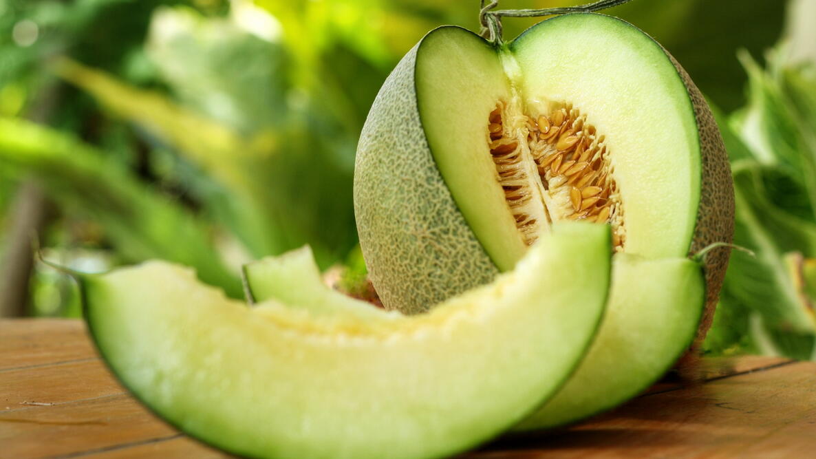 Honeydew Melon Plant