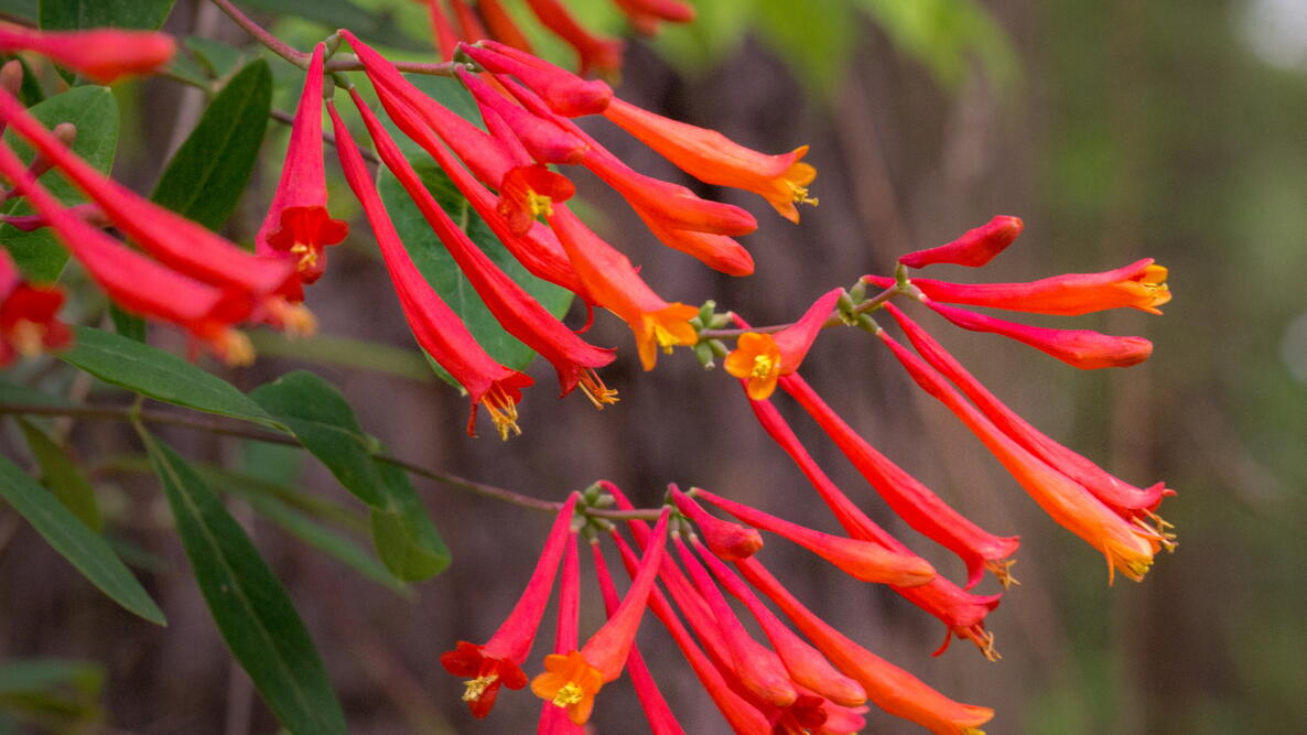 Closeup photo of honeysuckle 